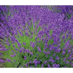 Lavendel 'Royal Blue'