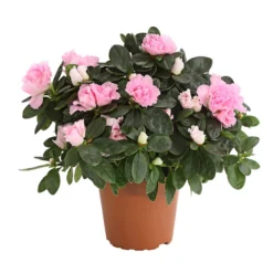 Zimmerazalee - Rhododendron Simsii