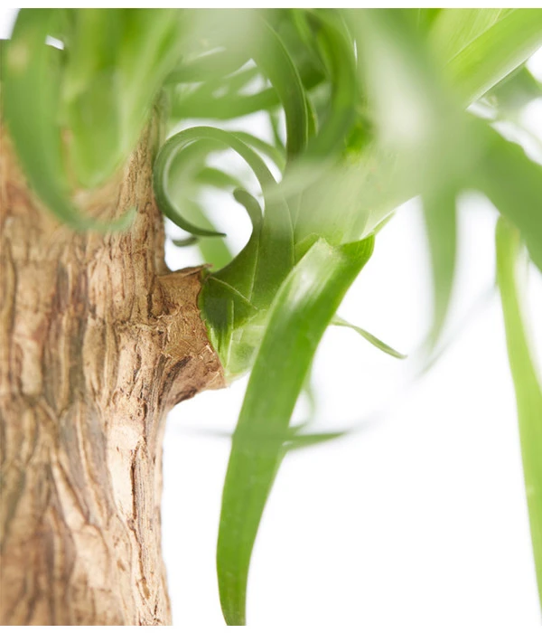 Elefantenfuß - Beaucarnea Recurvata, In Keramik – Bild 3