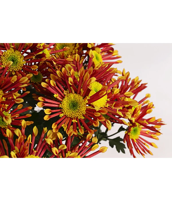 Chrysantheme 'Splash Energy' – Bild 2