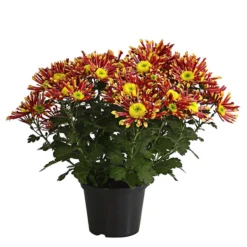 Chrysantheme 'Splash Energy'