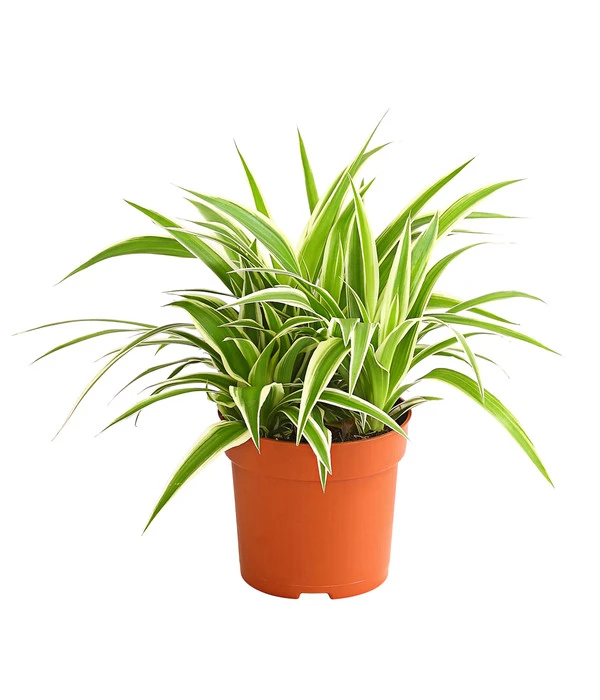 Grünlilie - Chlorophytum Comosum 'Ocean'