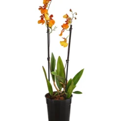 Oncidium-Orchidee - Oncidium Zappi