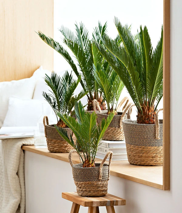 Sagopalmfarn - Cycas Revoluta – Bild 2