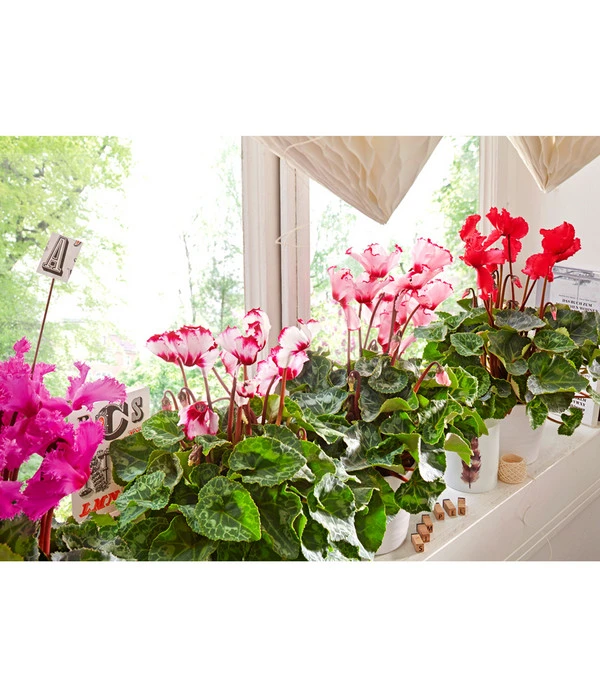 Alpenveilchen, Gefranst – Bild 11