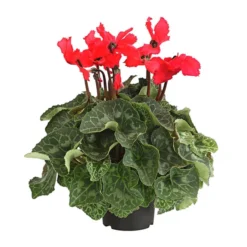 Alpenveilchen, Gefranst