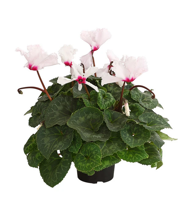 Alpenveilchen, Gefranst – Bild 2