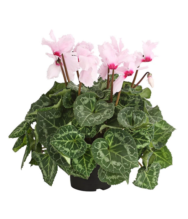 Alpenveilchen, Gefranst – Bild 3