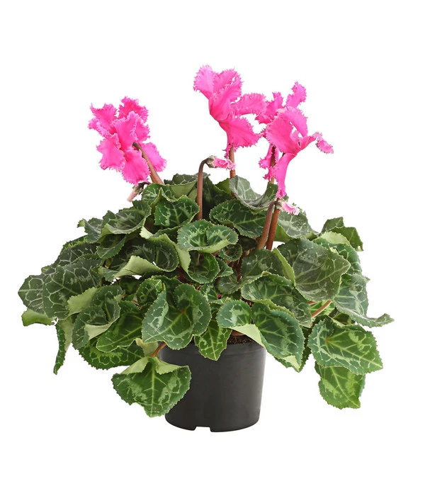 Alpenveilchen, Gefranst – Bild 4