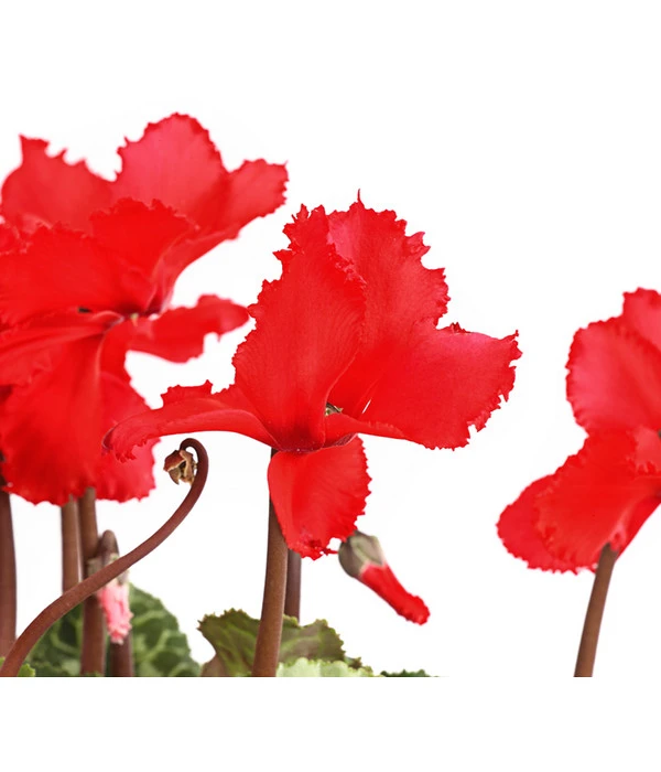 Alpenveilchen, Gefranst – Bild 6