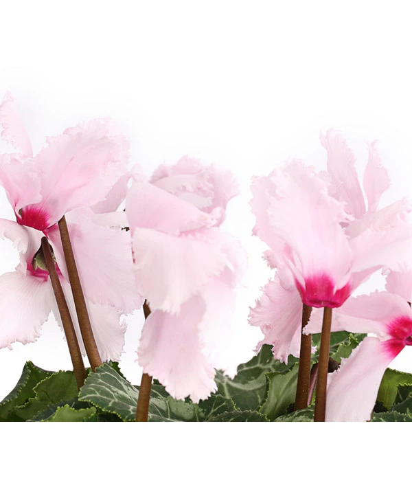 Alpenveilchen, Gefranst – Bild 5