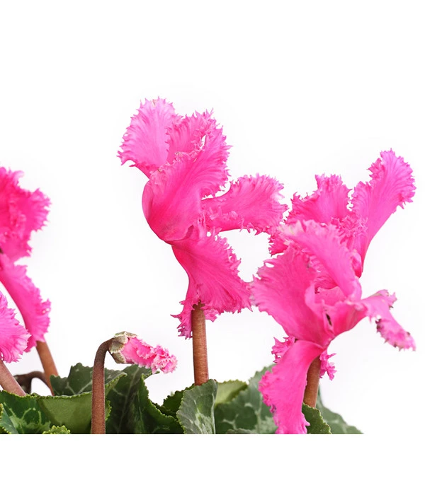 Alpenveilchen, Gefranst – Bild 7