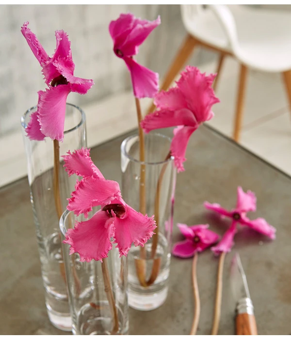 Alpenveilchen, Gefranst – Bild 9