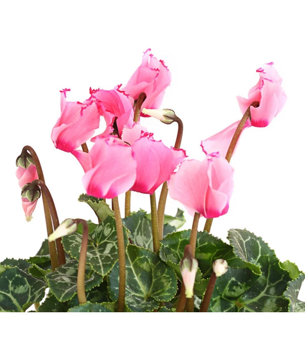 Alpenveilchen 'Victoria' – Bild 6