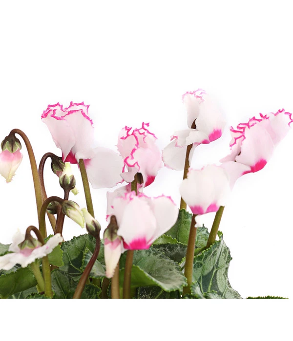 Alpenveilchen 'Victoria' – Bild 5