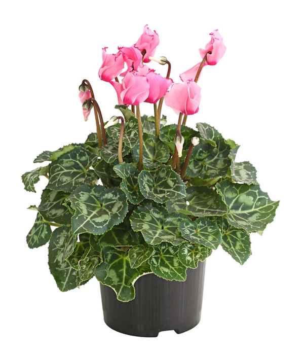 Alpenveilchen 'Victoria' – Bild 3