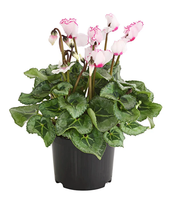 Alpenveilchen 'Victoria' – Bild 2