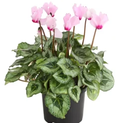 Alpenveilchen 'Victoria'