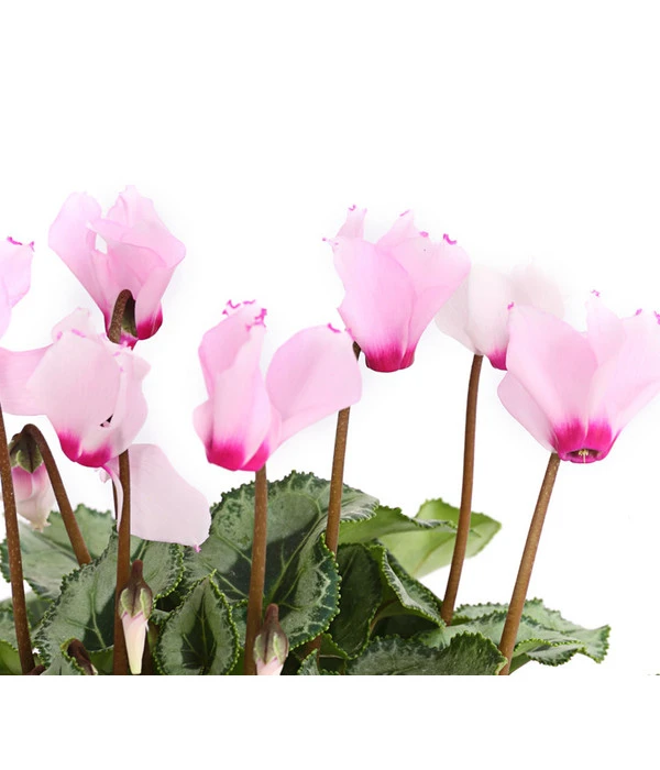 Alpenveilchen 'Victoria' – Bild 4