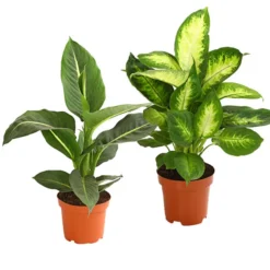 Dieffenbachie - Dieffenbachia Maculata, Verschiedene Sorten