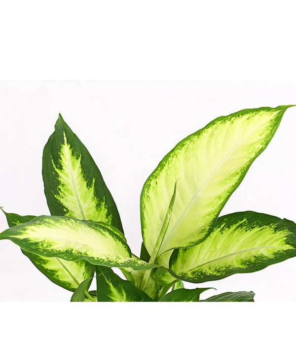 Dieffenbachie - Dieffenbachia Maculata 'Camilla' – Bild 4