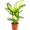 Dieffenbachie - Dieffenbachia Maculata 'Camilla'
