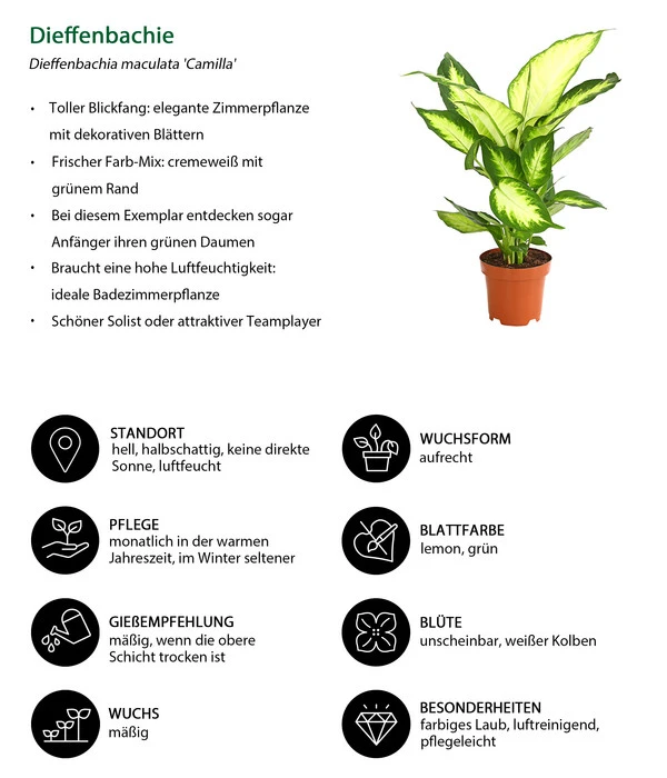 Dieffenbachie - Dieffenbachia Maculata 'Camilla' – Bild 3