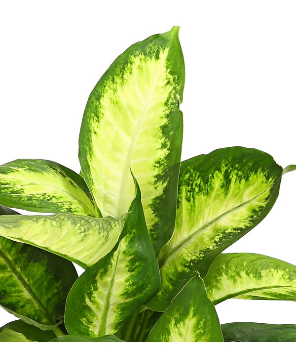 Dieffenbachie - Dieffenbachia Maculata, Verschiedene Sorten – Bild 4