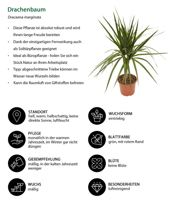 Zimmerpflanzen-Set Drachenhöhle, 4-teilig – Bild 7