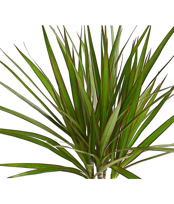 Drachenbaum - Dracaena Marginata – Bild 4
