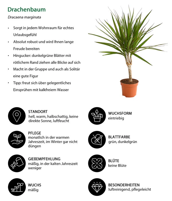 Drachenbaum - Dracaena Marginata – Bild 2