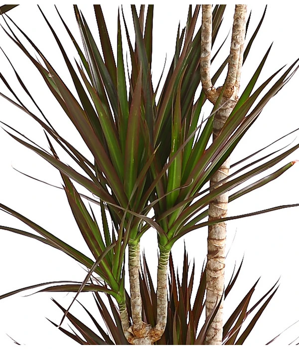 Drachenbaum - Dracaena Marginata 'Magenta' – Bild 2