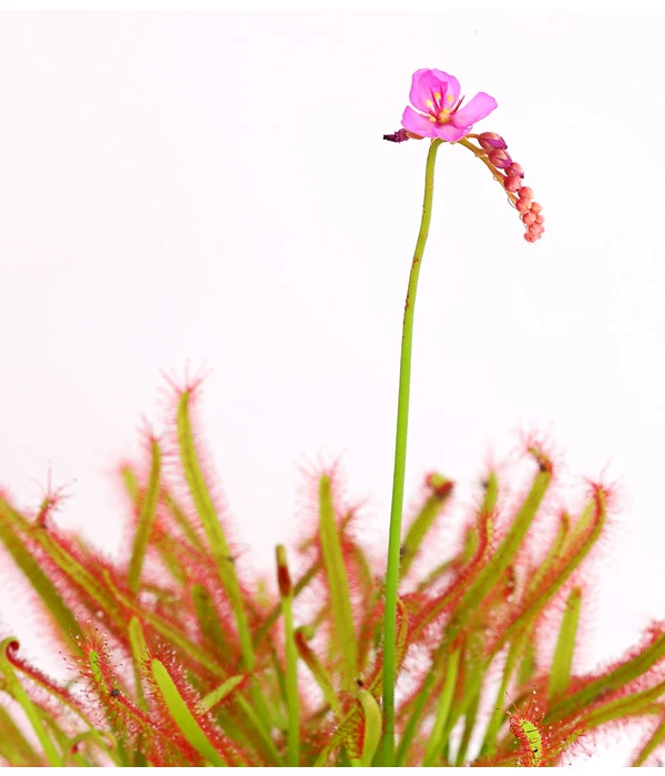 Kap-Sonnentau - Drosera Capensis – Bild 3