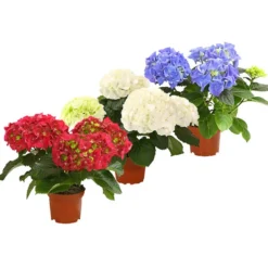 Midi Hortensie - Hydrangea Macrophylla, Verschiedene Farben