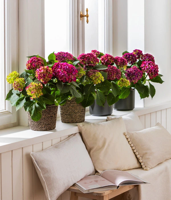 Hortensie - Hydrangea Macrophylla 'Red Beauty®' – Bild 3