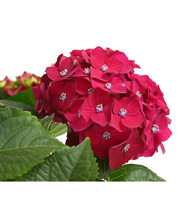 Hortensie - Hydrangea Macrophylla 'Red Beauty®' – Bild 4