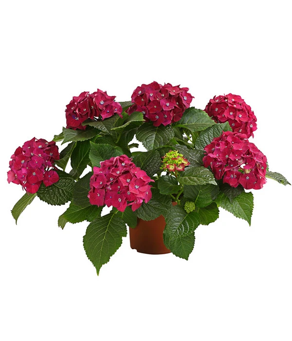 Hortensie - Hydrangea Macrophylla 'Red Beauty®'