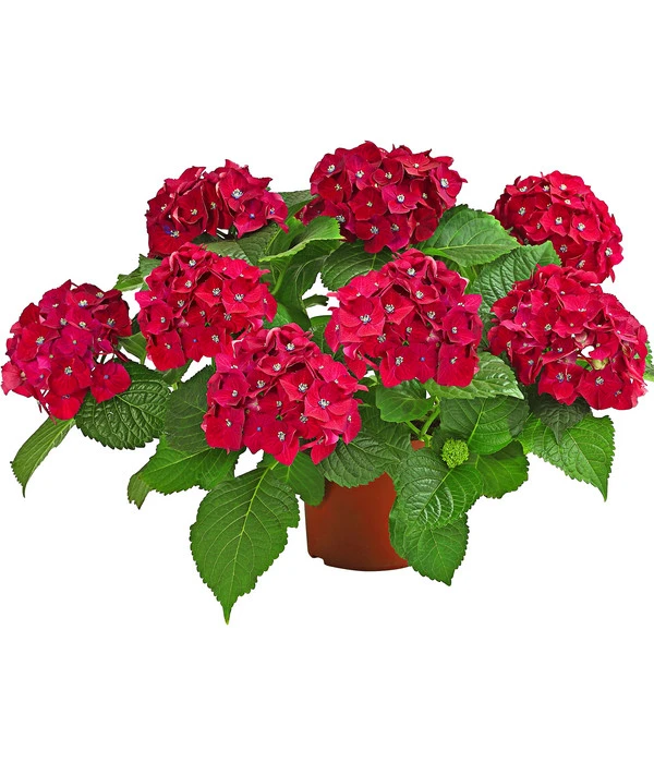 Hortensie - Hydrangea Macrophylla 'Red Beauty®' – Bild 2