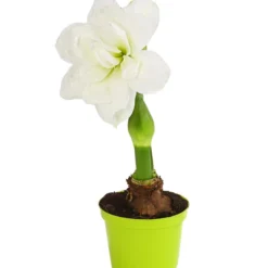 Amaryllis - Hippeastrum Hybride 'Alfresco'