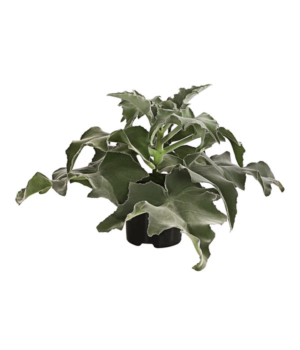 Elefantenohr - Kalanchoe Beharensis