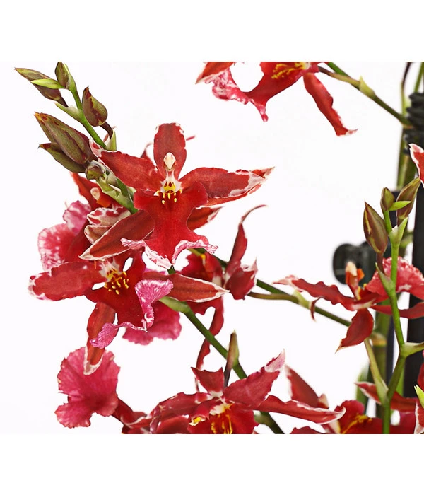 Burrageara-Orchidee - Burrageara 'Lazio' – Bild 2