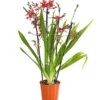 Burrageara-Orchidee - Burrageara 'Lazio'