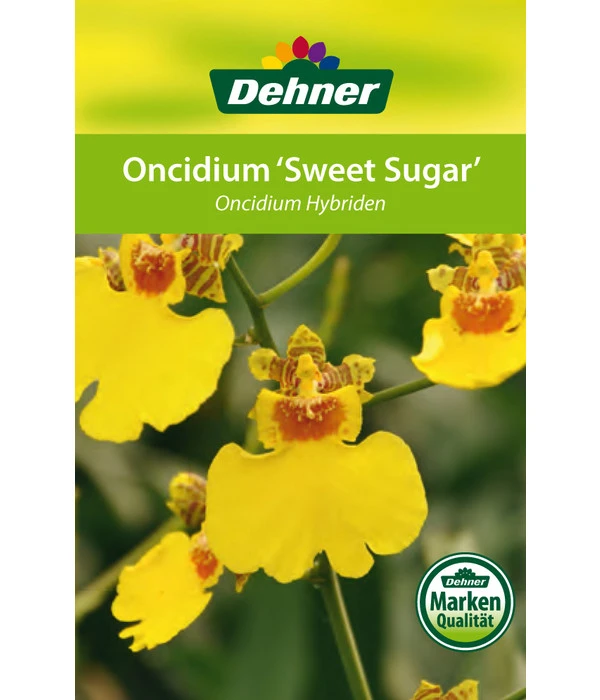 Oncidium - Oncidium Cultivars 'Sweet Sugar' – Bild 3