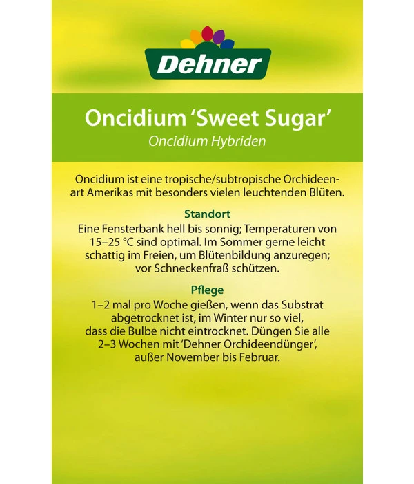Oncidium - Oncidium Cultivars 'Sweet Sugar' – Bild 4