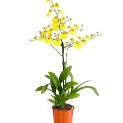 Oncidium - Oncidium Cultivars 'Sweet Sugar'