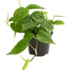 Baumfreund - Philodendron Scandens
