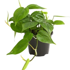 Baumfreund - Philodendron Scandens