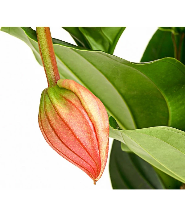 Medinille - Medinilla Magnifica 'Flamenco' – Bild 5