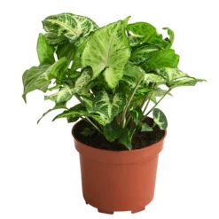 Purpurtute - Syngonium Podophyllum 'Arrowhead'