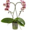 Schmetterlingsorchidee - Phalaenopsis Cultivars 'Heart', Verschiedene Sorten
